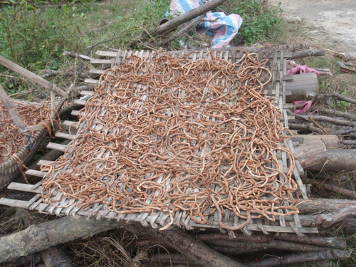 Drying tree beans.